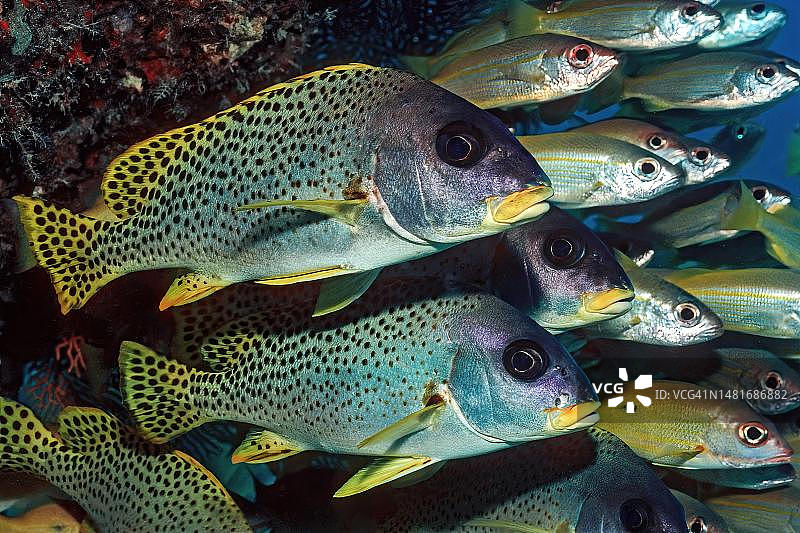前景是一对黑色斑点鲷鱼(Plectorhinchus gaterinus)，背景是一小群艾伦堡鲷鱼(Lutjanus ehrenbergi)，它们站在珊瑚礁下的洋流阴影中，印度洋，马尔代夫图片素材