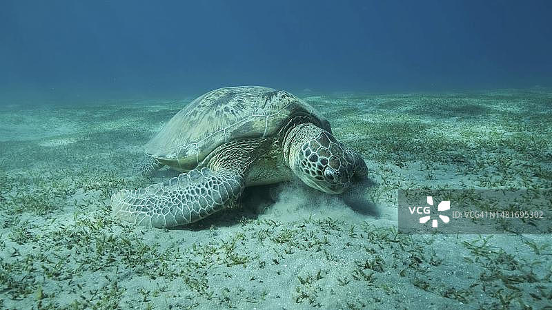 绿海龟在海底吃着绿色的海草。绿海龟(Chelonia mydas)水下拍摄，红海，埃及图片素材