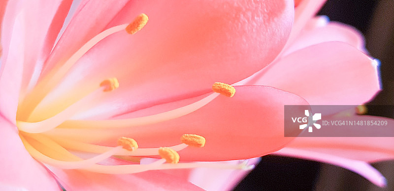 粉红色的clivia花，柔软的圆形花瓣，强烈的色彩，精致的黄色雄蕊被花丝包围，在黑色的背景下盛开，创造了一个美丽而优雅的形象图片素材