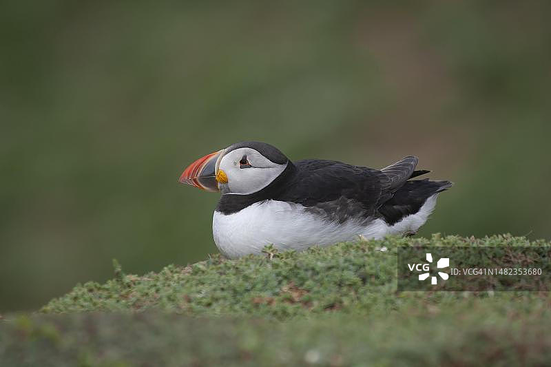 英国威尔士彭布罗克郡斯科默岛，大西洋海雀(北极海雀)在草地上休息的成年鸟图片素材