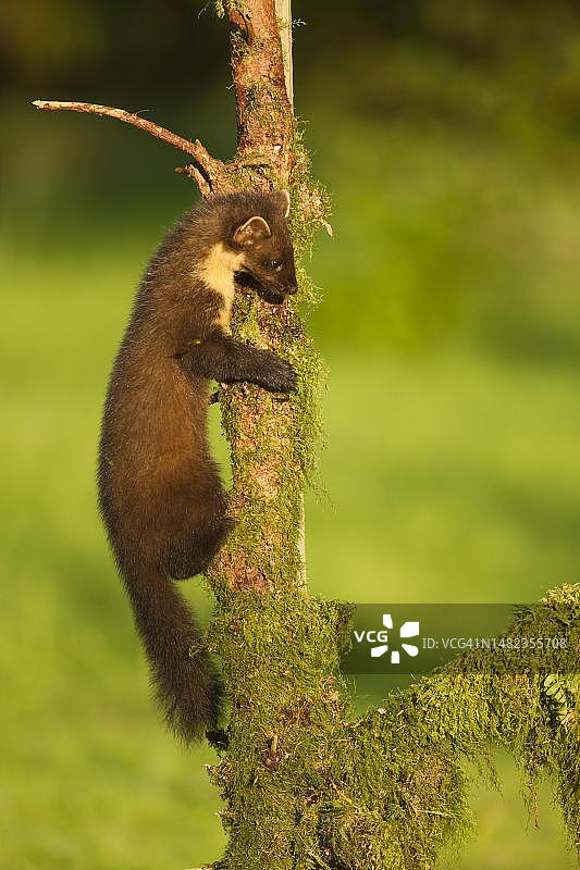 欧洲松貂(Martes Martes)成年在树枝上寻找食物，Ardnamurchan，苏格兰，英国图片素材