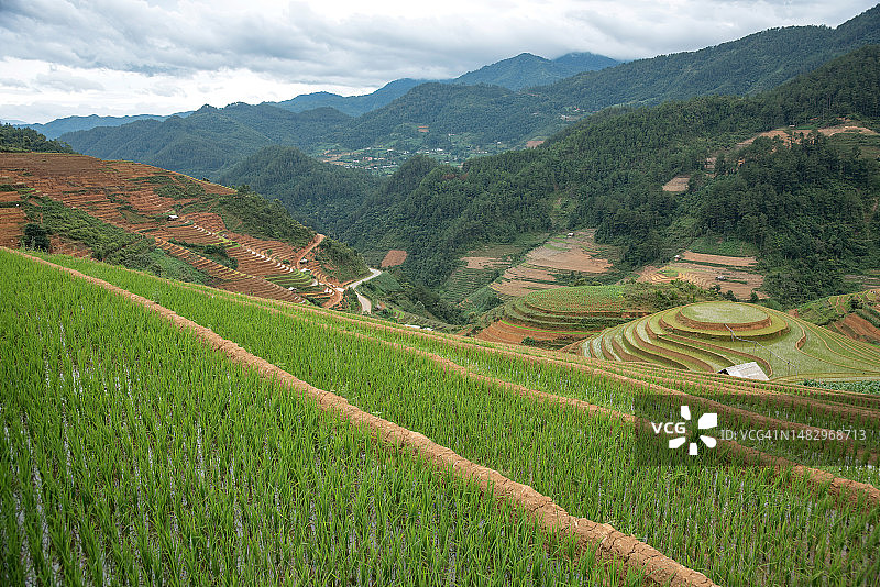 最美丽的水稻梯田在沙帕，老蔡，越南图片素材