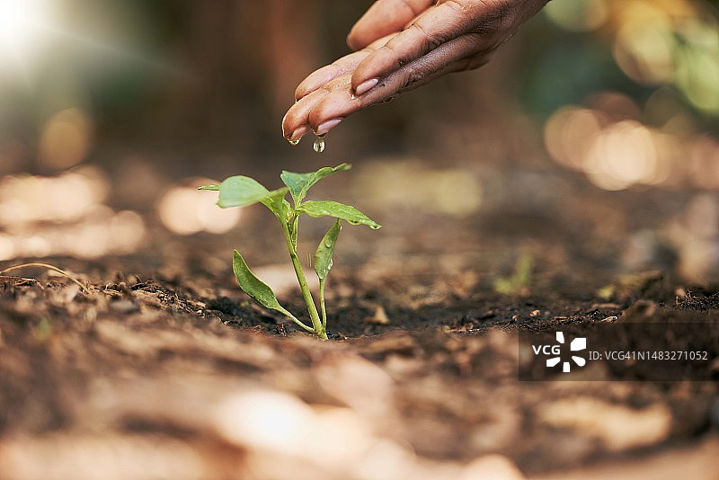 妇女，双手或浇灌土壤农业的树苗，可持续发展的帮助或未来的增长规划在气候变化的希望。Zoom，农民或湿叶苗在种植环境或自然花园图片素材
