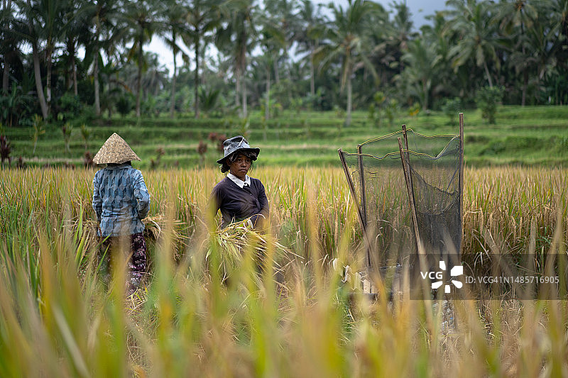 妇女们手工收割稻谷，晾干稻谷。巴厘岛图片素材