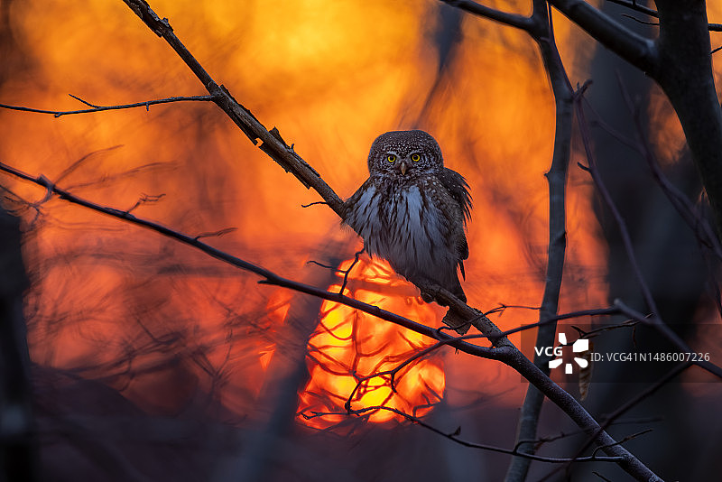 在美丽的夕阳下，德国的欧亚侏儒猫头鹰图片素材
