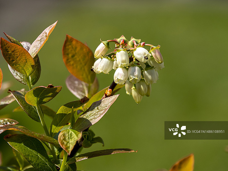蓝莓灌木上的白色花朵，品种为Aino图片素材