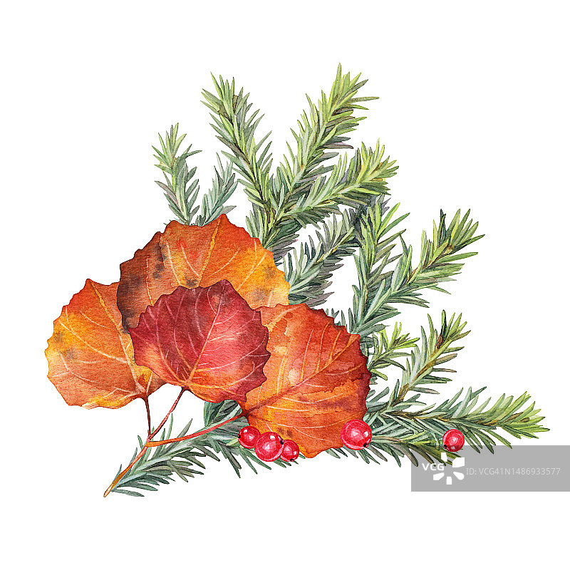 秋天的气味。水彩画手绘橙色叶子与红加仑和绿色冷杉隔离在白色背景。森林自然植物的叶子。万圣节剪贴画，墙纸或包装，速写本图片素材