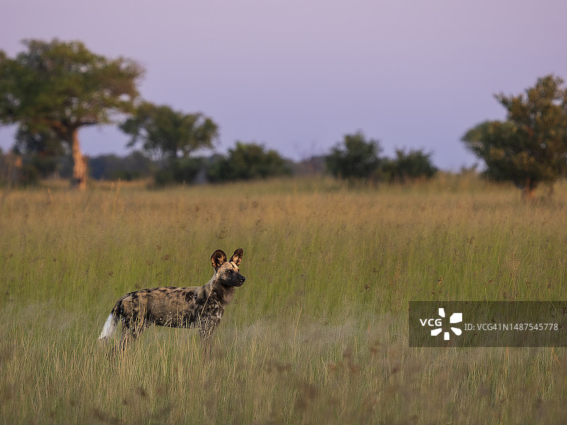 生活在奥卡万戈三角洲大草原上的非洲野狗图片素材