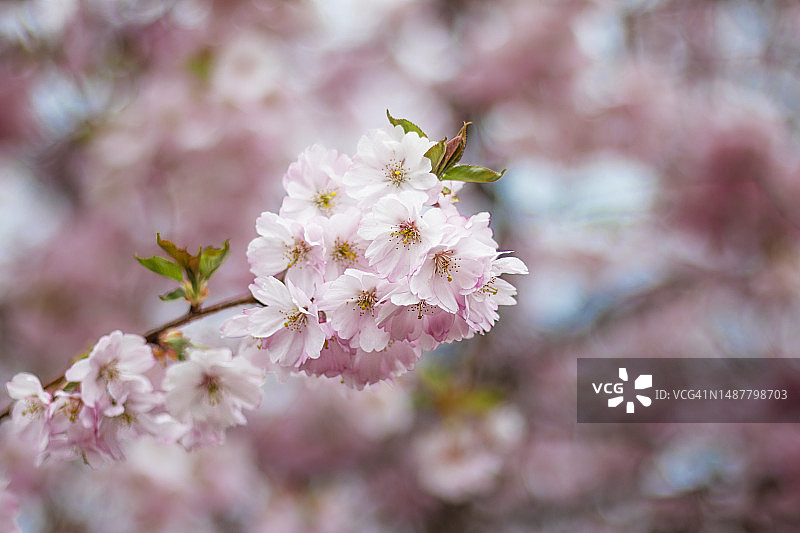 日本樱花盛开的樱花。背景模糊，波兰华沙图片素材