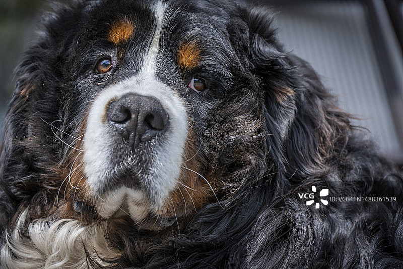 伯尔尼山犬的肖像图片素材