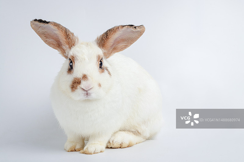 可爱的小白兔，长着长长的耳朵，坐在白色的地板上，这是一种脊椎动物，一种哺乳动物复活节概念白色背景图片素材