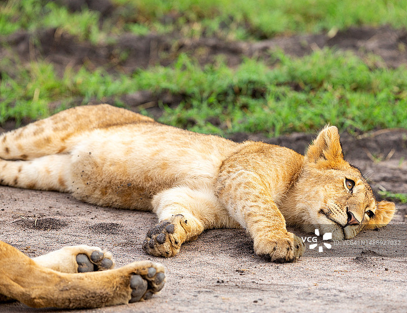 在野外休息的小狮子图片素材