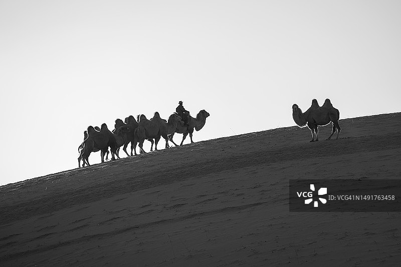 一个人在沙丘上牵着一群骆驼图片素材