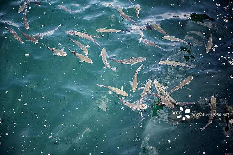 油迅速扩散到鱼生活的水面上。图片素材