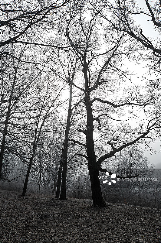 阴天里，阴森的冬季森林被雾覆盖着霜冻图片素材