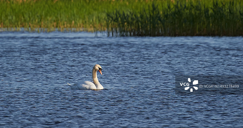 拉脱维亚湖中天鹅游泳的特写图片素材