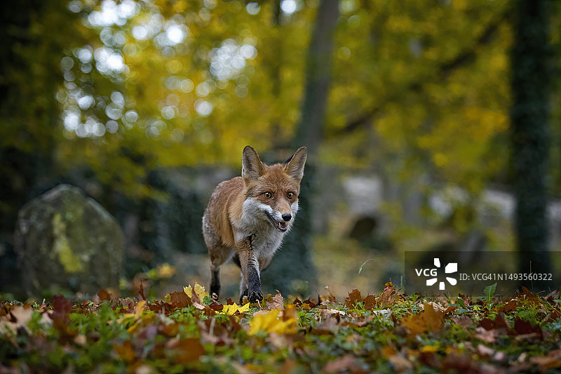 秋天里站在田野上的赤狐肖像图片素材