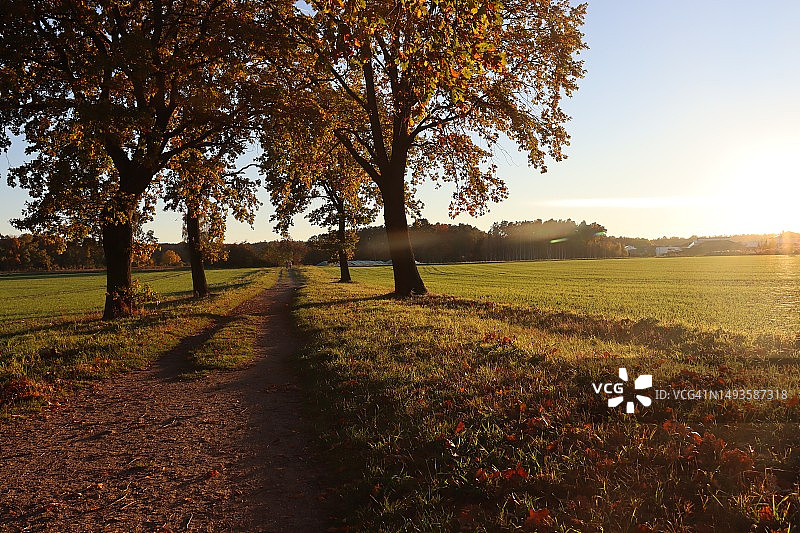 秋天，德国，天空映衬着田野上的树木图片素材