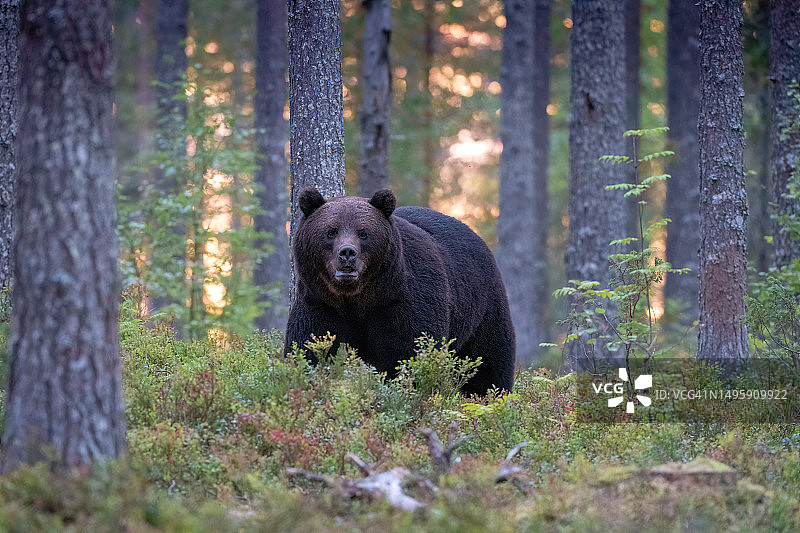 在芬兰锦湖附近的芬兰北部，日落时分，一只熊在森林里散步图片素材