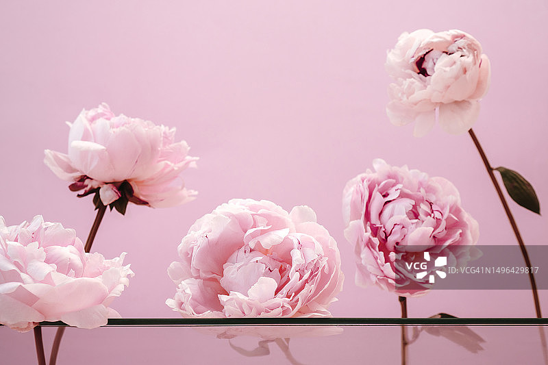 美丽的牡丹粉红色的背景与空间的文字。抽象花卉背景的天然化妆品，环保产品图片素材