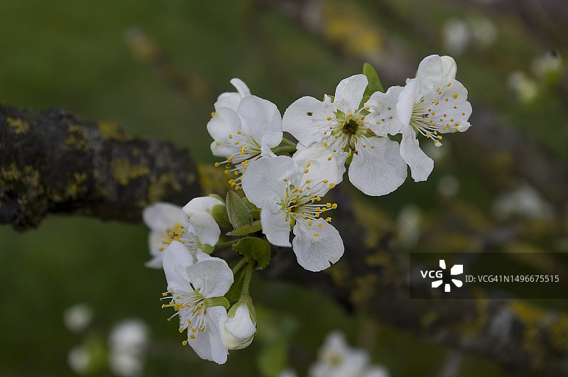 奥地利春天的白色樱花特写图片素材
