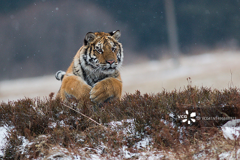 捷克共和国，一只老虎坐在白雪覆盖的田野上图片素材