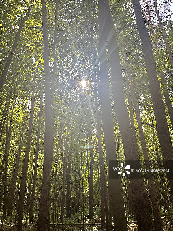 美国密歇根州Oshtemo镇，森林中穿过树木的低角度阳光图片素材