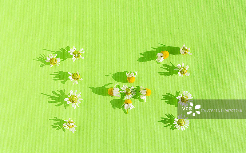 绿色背景上的花朵特写图片素材