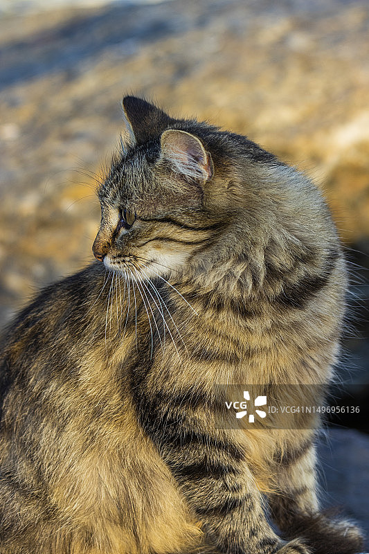 猫坐在户外的特写，土耳其图片素材