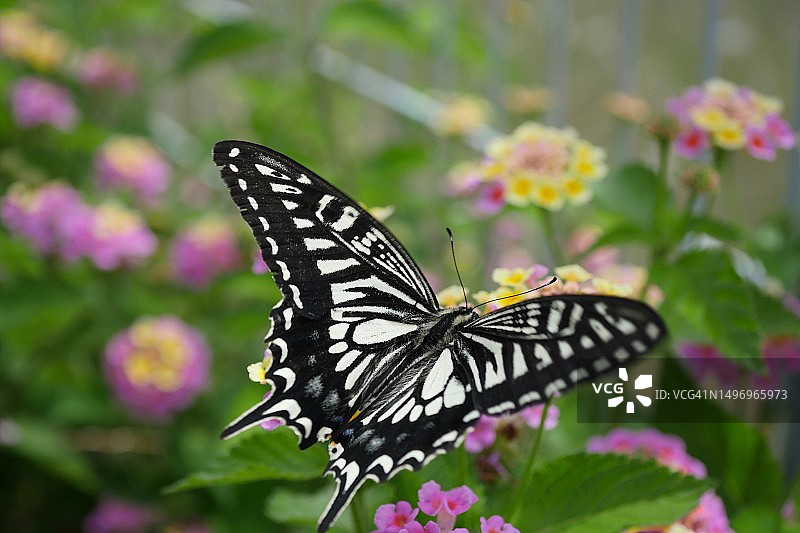 蝴蝶在花上授粉的特写，小崎町，日本图片素材