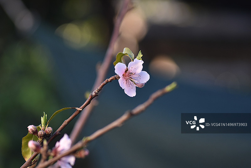 西班牙树枝上的樱花特写图片素材
