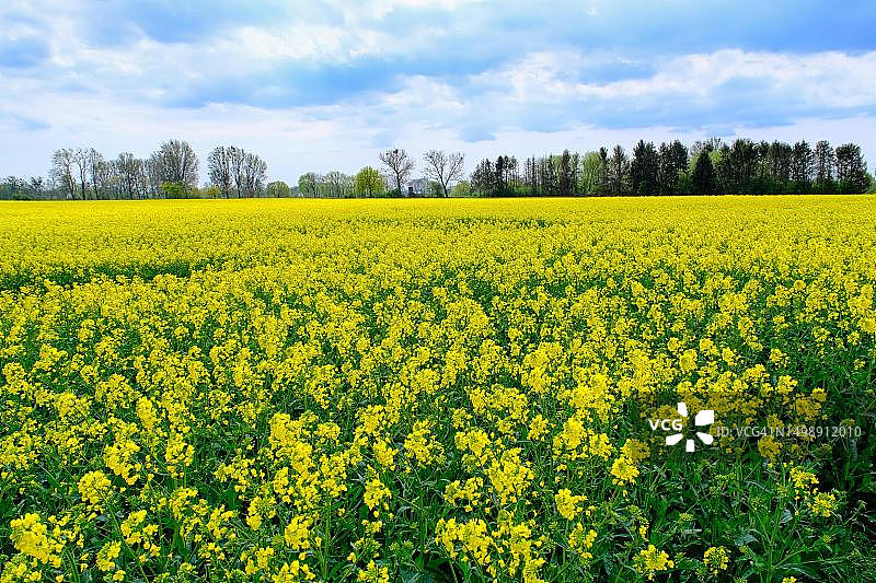 德国北莱茵-威斯特伐利亚，开着黄花的油菜田图片素材