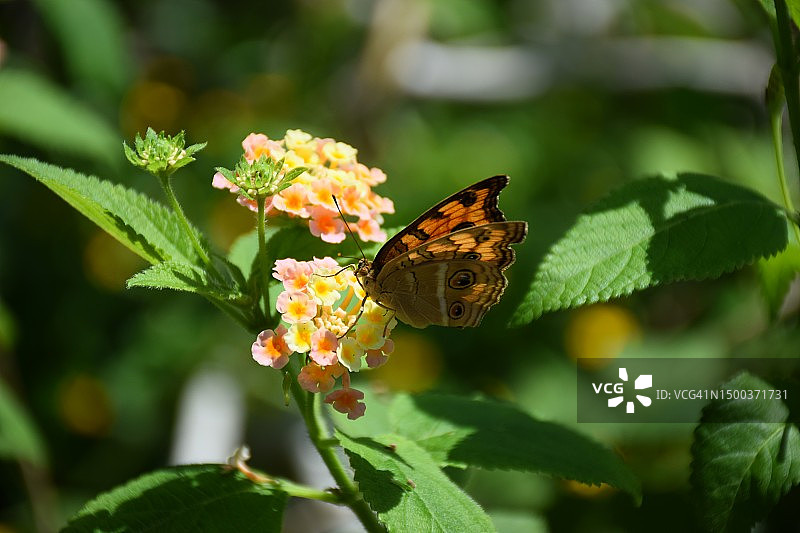 蝴蝶在花上授粉的特写，日本图片素材