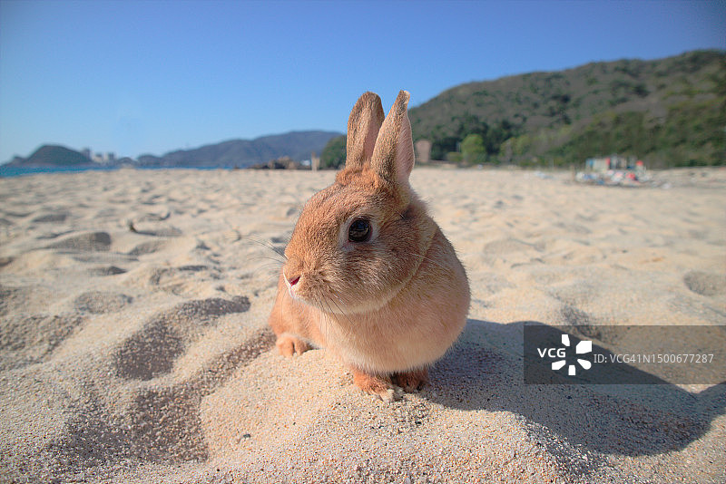 兔宝宝在海滩上摆姿势，竹上，日本图片素材