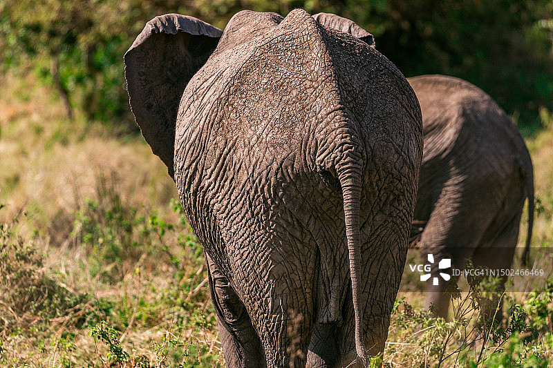 非洲象站在田野上的后视图，肯尼亚图片素材
