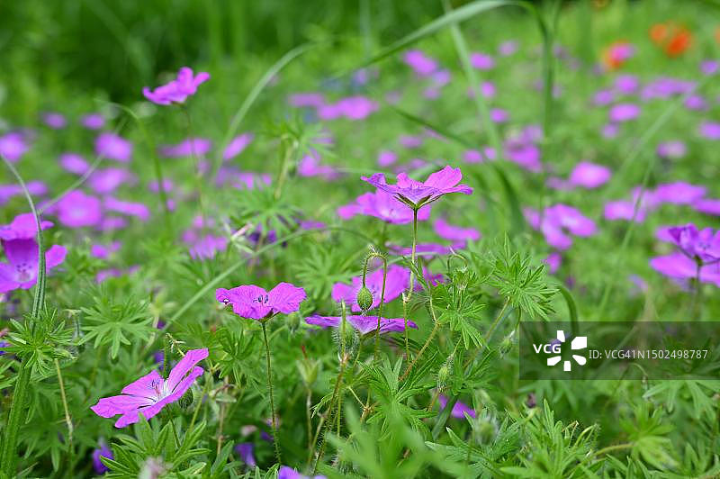 乌克兰敖德斯卡亚敖德萨，田野上粉色开花植物的特写图片素材