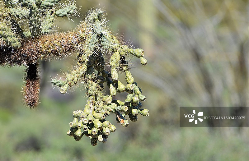 田野上开花植物的特写，迷信山脉，亚利桑那州，美国图片素材