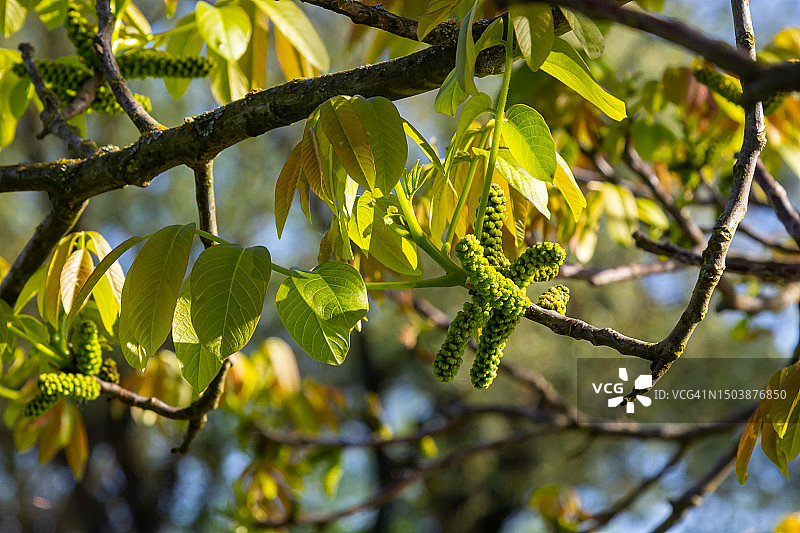 春天核桃细枝，核桃树的叶子和柳絮紧密相连。核桃树开花，树的嫩叶在春天的季节，自然在户外图片素材