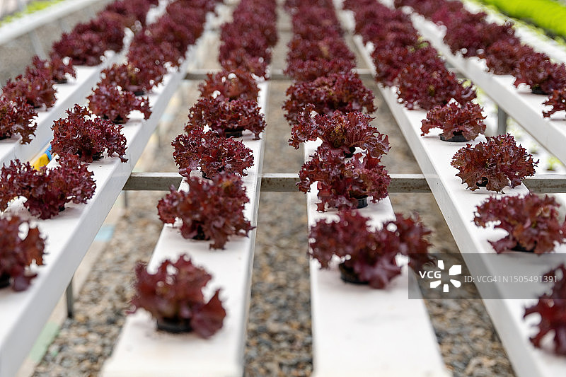 水培系统农场种植的一排排红生菜图片素材