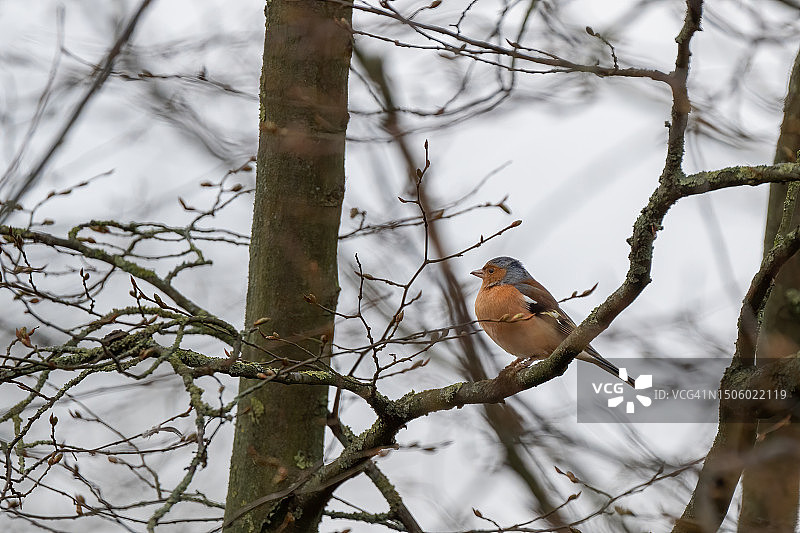 雀鸟栖息在树上的特写，RSPB黑麦草地，英国图片素材