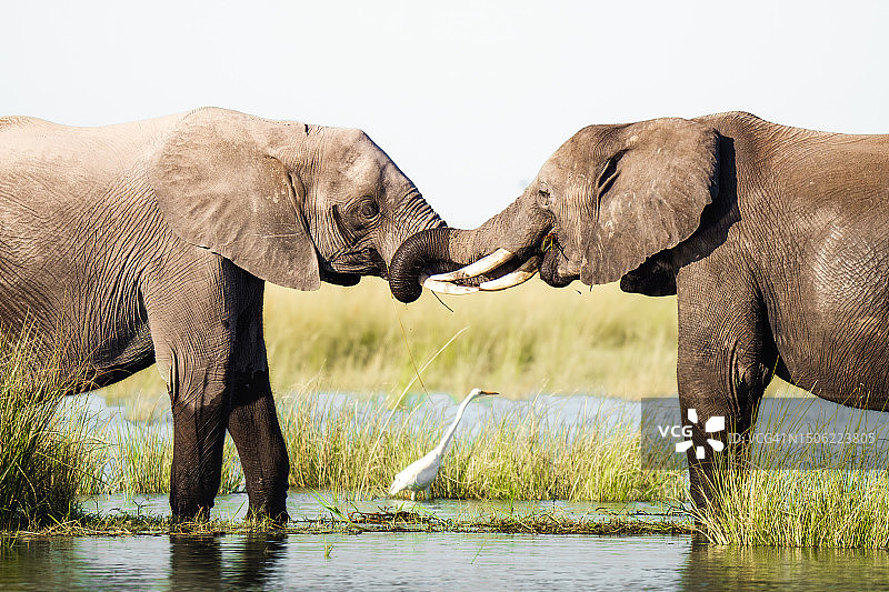 博茨瓦纳，两头大象在水里对着天空快乐地玩耍图片素材
