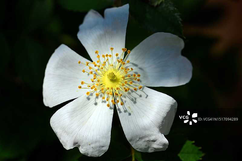 白色开花植物特写，加拿大图片素材
