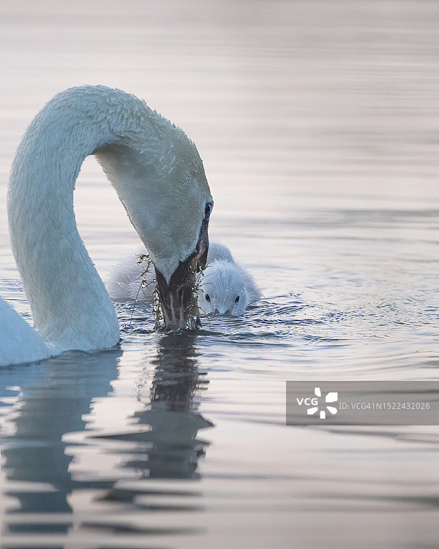 无声天鹅在湖中游泳的特写图片素材