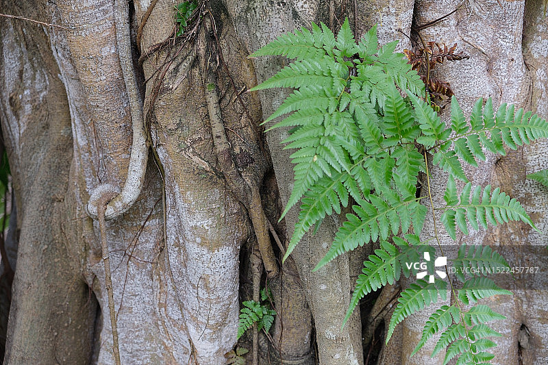 新加坡树干上蕨类植物叶子的特写图片素材