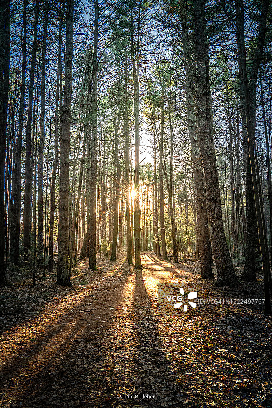 森林中的树木，马萨诸塞州，美国，美国图片素材