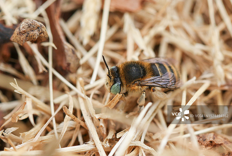 一只绿眼花蜂(Anthophora bimaculata)躺在死草上休息，离它在泥土中挖洞的地方很近。图片素材