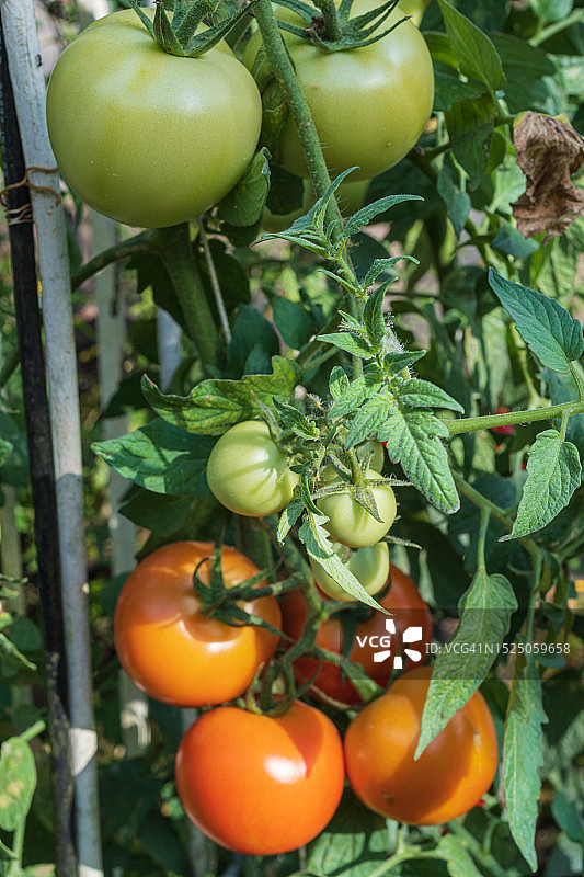 后院种着有机西红柿。图片素材