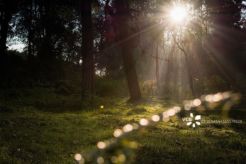 在印度泰米尔纳德邦Kodaikanal的森林里，树木在阳光下生长图片素材