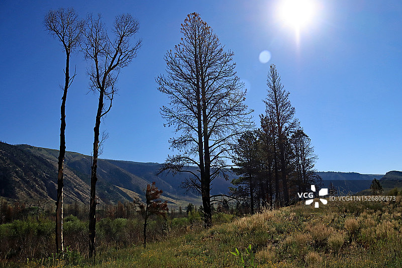 犹他州温塔国家森林里被烧毁的树木，背景是刺眼的阳光图片素材