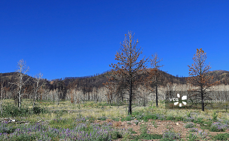 犹他州温塔国家森林被烧毁的树木图片素材